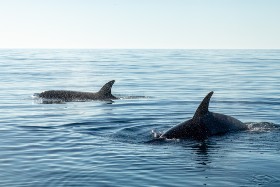 Orca Orcas